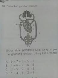 Aliran Peredaran Darah Yang Banyak Mengandung Oksigen Adalah Pliss Penting Brainly Co Id