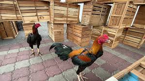 We did not find results for: 70 Ayam Sabung 40 Burung Murai Batu Cuba Diseludup Masuk Di Perairan Langkawi Astro Awani
