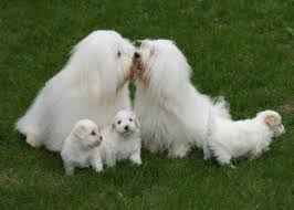 Puppy training series part 1 of 4: The Coton De Tulear Uses Its Own Special Language To Talk To You