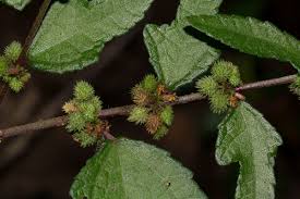 Image result for Triumfetta tomentosa