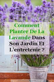 Comment Planter De La Lavande Dans Son Jardin Et L Entretenir Christmas Cocktails Recipes Planters Pumpkin Spice