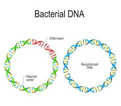 The use of animals for testing has naturally been an incredibly controversial topic within animal rights. Recombinant Dna Definition And Examples Biology Dictionary