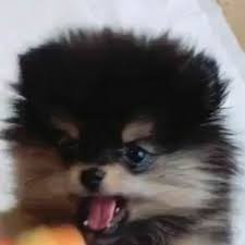 Stream sofi uwu :D music | Listen to songs, albums, playlists for free on  SoundCloud