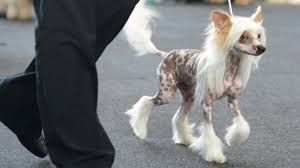 Von oliver klein, katja belousova. Wie Kam Der Mensch Auf Den Hund Wissen Sz De