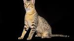 Egyptian Mau Cat Breed Colors