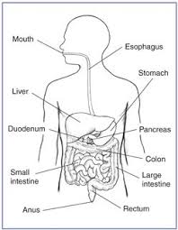 An earthworm digestive system is quite similar to higher animals. Human Alimentary Canal Pencil Drawing Novocom Top