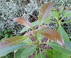 すべての花の画像 最新アボカド 葉 茶色