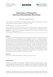 Image result for Brachychloa schiemanniana