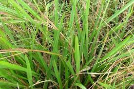 Image result for Axonopus