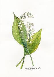I Love This 8x10 Watercolor Of Lily Of The Valley Only 30 But Shipping From Poland Is 15 Watercolor Plants Lily Of The Valley Botanical Drawings