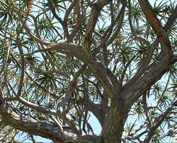 Image result for Aloidendron barberae