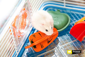 Syrian hamsters can live in captivity for 32 to 34 months. How Long Does A Hamster Live Factors That Influence His Life