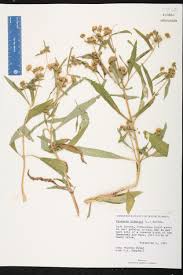 Image result for Flaveria bidentis