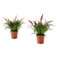 Vriesea Planta Ikea In 2020 Pflanzen Topfpflanzen Blumentopf
