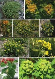 Image result for Euphorbia depauperata