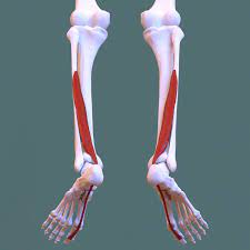 Deep cuts to the hand are most common causes. Flexor Hallucis Longus Muscle Wikipedia