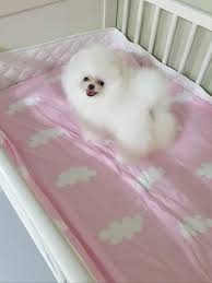 Kore Kani Pomeranian Boo 234175 Bikopek Com