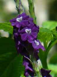 Image result for Stachytarpheta