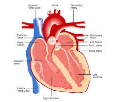 Pin On Anatomy