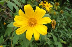 Check spelling or type a new query. File Flor Amarilla I Jpg Wikimedia Commons