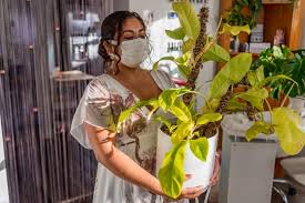 Ecogarden supply specializes in indoor outdoor gardening for serious gardeners. A Guide To Houseplant Care During The Winter Months The Minnesota Daily