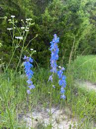 Image result for Vernonia amblyolepis