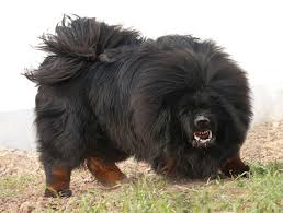 They are a primitive breed that is well adapted to life in high altitude habitats. Tibetan Mastiff Dog Info Puppies Sale Cost Facts Pictures
