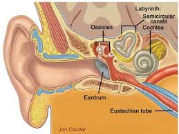Vertigo is a term used to describe the hallucination of motion although the subject is stationary. Inner Ear Infection Cause And Effects Ent Clinic
