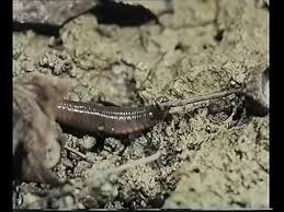 Le Saviez Vous Le Ver De Terre Fait Des Provisions Comme L 39 Ecureuil Youtube Ver De Terre Terre Ecosysteme