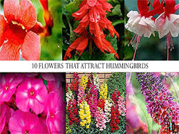 Perennial flowers that attract hummingbirds. Flowers That Attract Hummingbirds To Your Yard