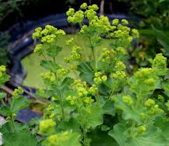 (gmh/bds) eines steht fest, gärten mit gefälle sollte man nicht im laufen bewundern. Frauenmantel Alchemilla Vulgaris Garten Wissen