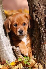 Beauftrage haustiere dienstleistungen in fixando schweiz schweiz. In Der Frankischen Schweiz Mit Dem Hund Wandern Herz Fuer Tiere De