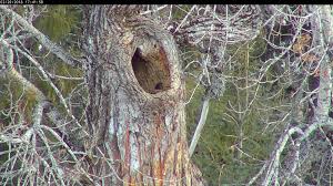 Are you searching for cottonwood tree png images or vector? Watch Bear Den High In Tree On Park S Webcam Mlive Com