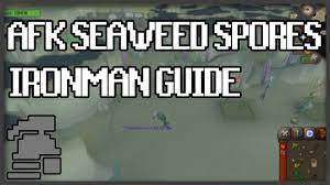 How Much Soda Ash Is Giant Seaweed