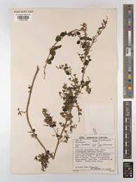 Image result for Combretum microphyllum