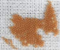 Maybe you would like to learn more about one of these? Moth Control And Treatment From Pestcontrol Co Uk 24 Hour