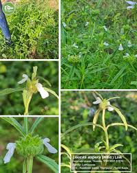 Image result for Leucas capensis