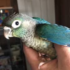 Breeding pair fantail pigeon for sale. John S Exotic Pet Store Home Facebook