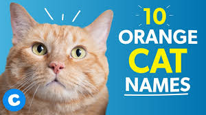 The ultimate collection of male cat names. 10 Orange Cat Names Chewy Youtube