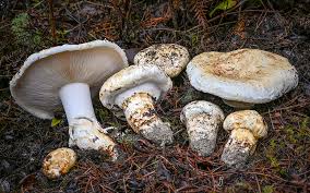 Image result for Micrargeriella