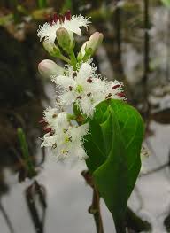 Image result for Menyanthaceae