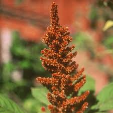 Image result for Amaranthus