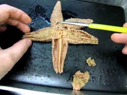 3 Sea Star Anatomy Part 2 Youtube Biology College Biology Experiments Animal Science Lessons