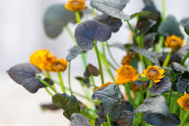 Image result for Ranunculus volkensii