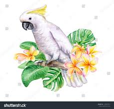 Maybe you would like to learn more about one of these? White Cockatoo Sitting On A Branch Isolated On White Background A White Parrot With Tropical Flowers Frangipani Plumeria Watercolor Dog Parrots Art Cockatoo
