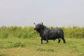 Check spelling or type a new query. Spanish Bull Life Size Statue