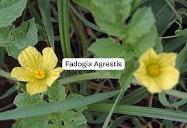 Image result for Fadogia tomentosa