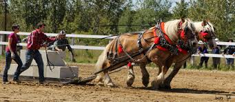 The belgian draft horse or belgian, also known as belgian heavy horse, brabançon, or brabant, is a draft horse breed from the brabant region of modern belg. The Power Of Working Together Corey Towe