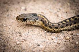 Maybe you would like to learn more about one of these? Snakes Of South Dakota Everything South Dakota