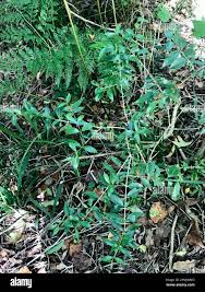 Image result for Canthium inerme